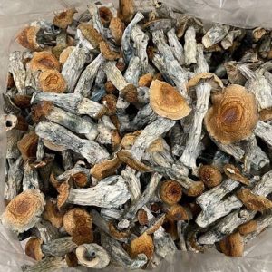 Exotic Golden Teachers